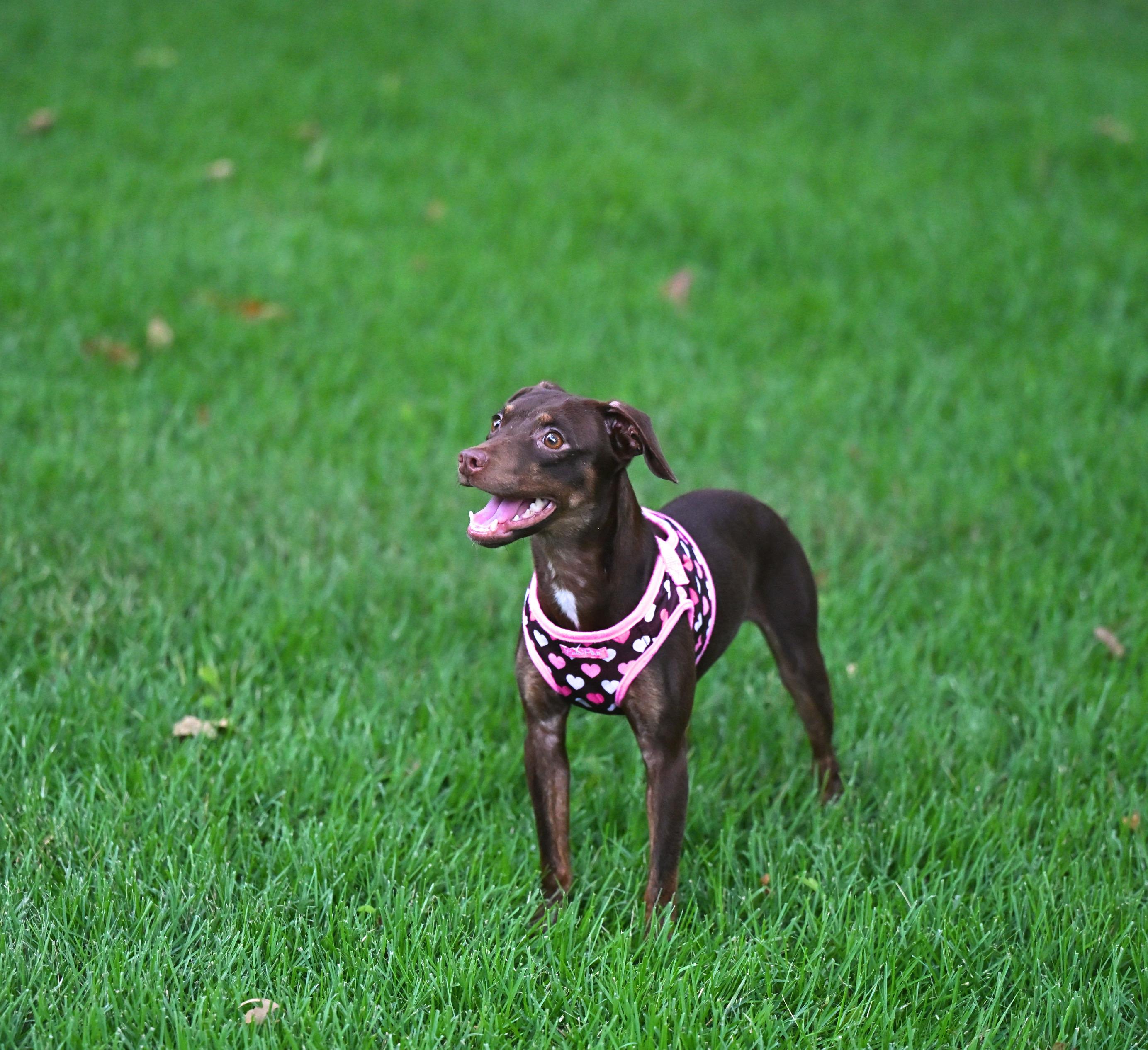 Enlarge Sophie, an adopted mixed breed in Waltham, MA image 4/6
