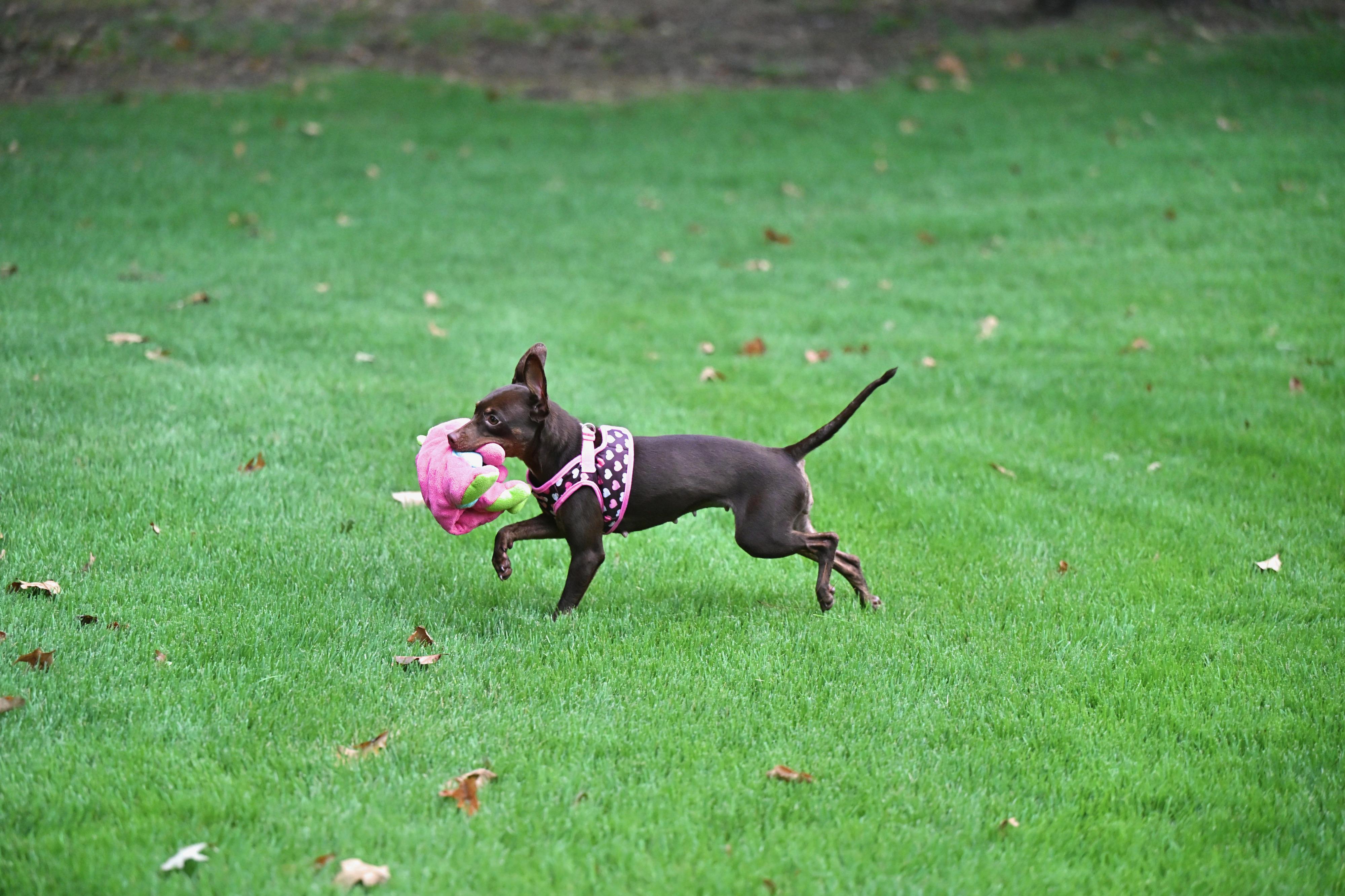 Enlarge Sophie, an adopted mixed breed in Waltham, MA image 3/6