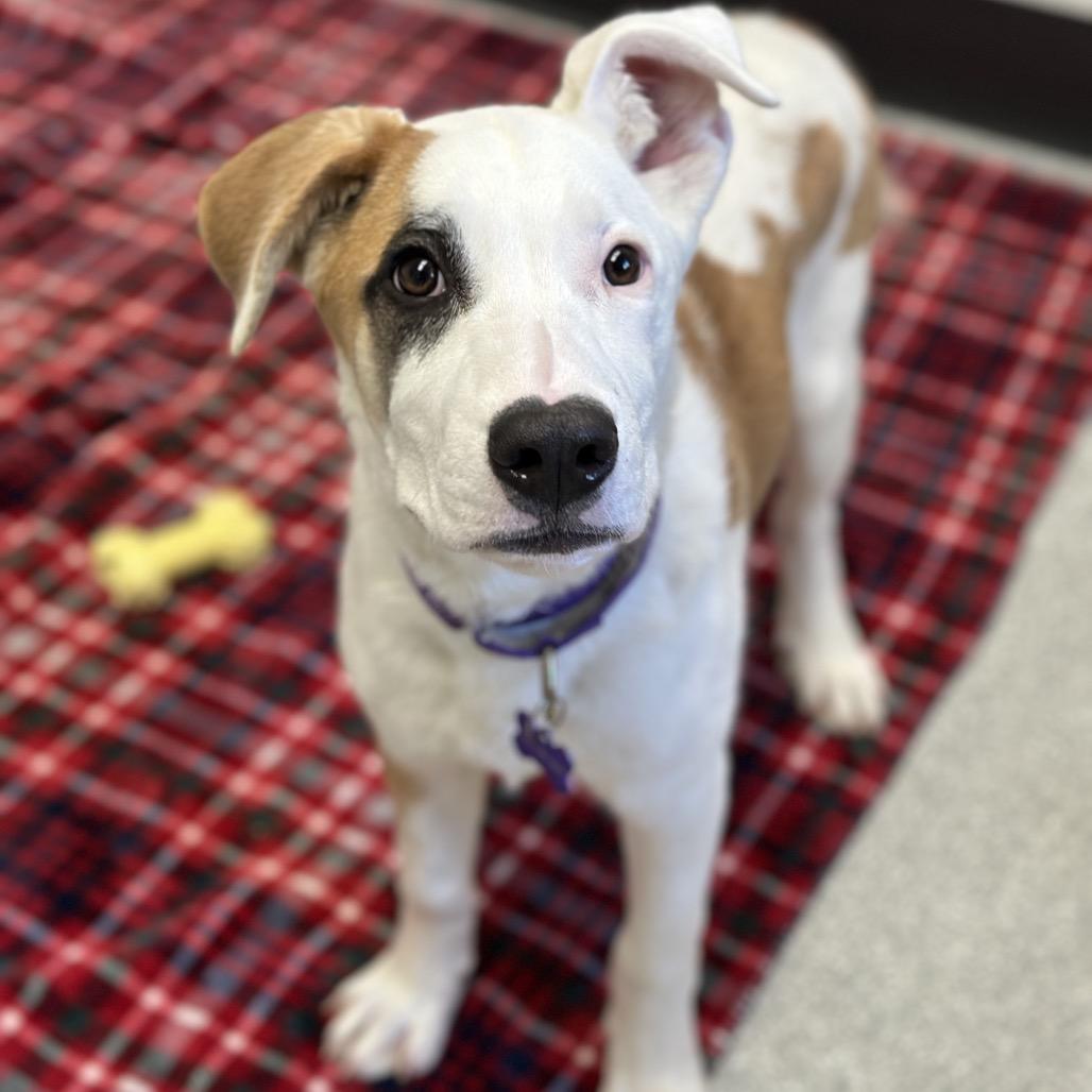 Enlarge Odin, a Adoptable Pit Bull Terrier in Durango, CO image 1/6