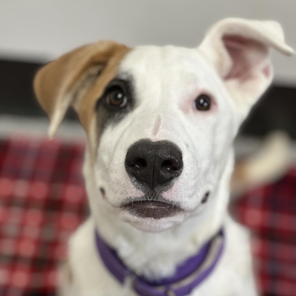 Enlarge Odin, a Adoptable Pit Bull Terrier in Durango, CO image 2/6