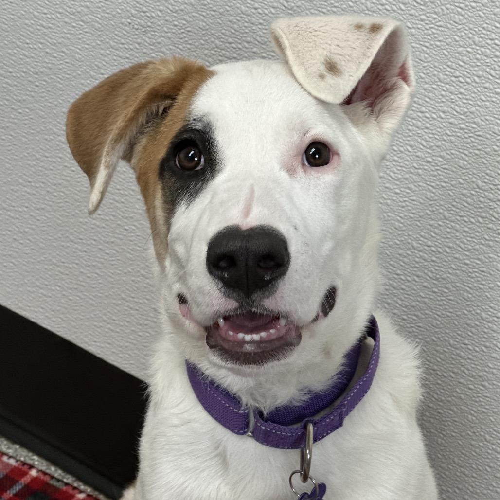 Enlarge Odin, a Adoptable Pit Bull Terrier in Durango, CO image 3/6