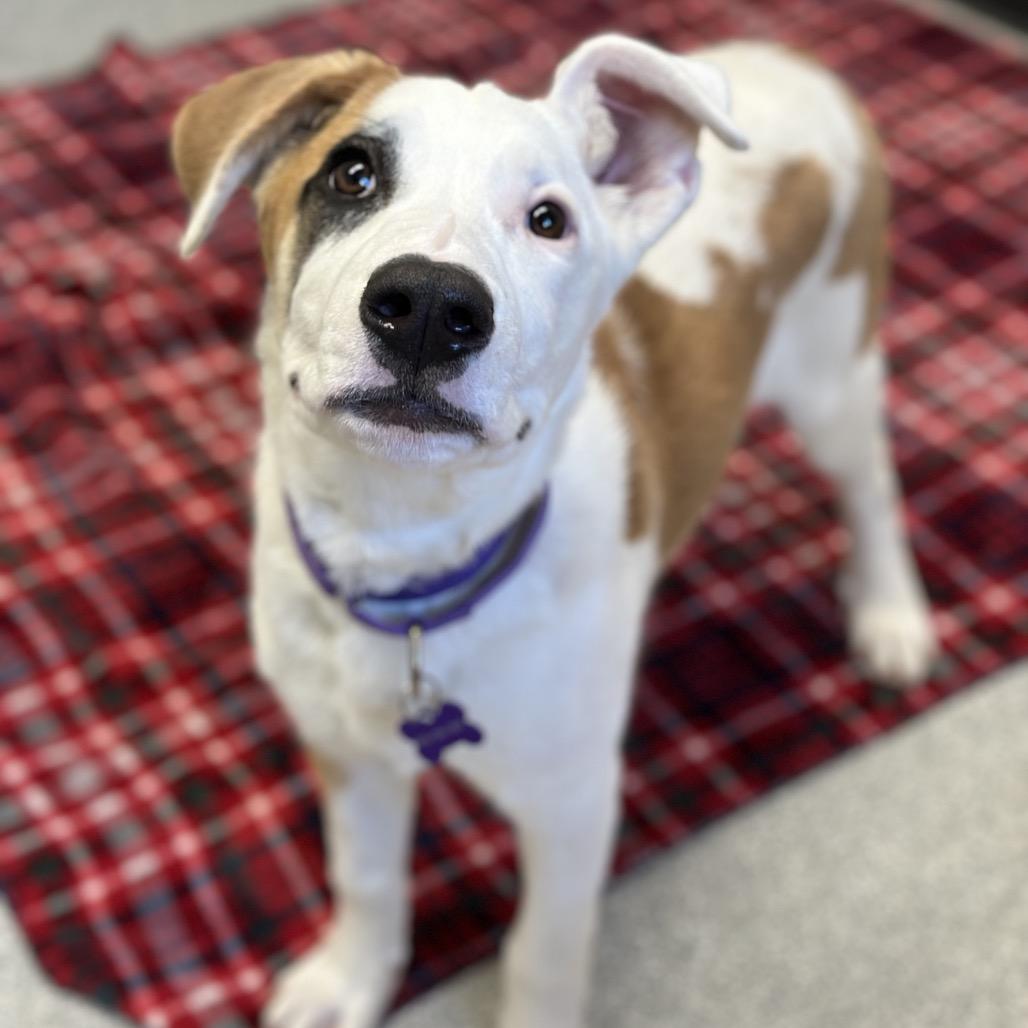 Enlarge Odin, a Adoptable Pit Bull Terrier in Durango, CO image 4/6