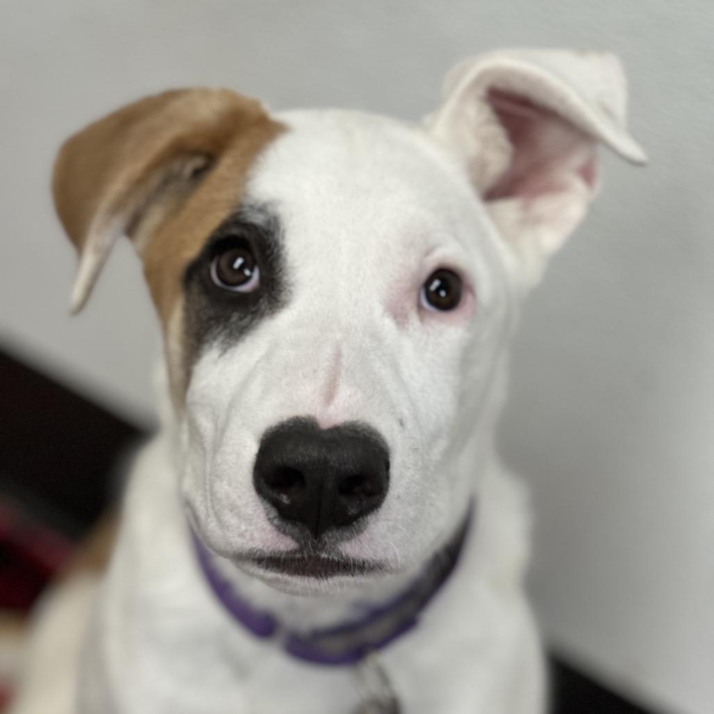 Enlarge Odin, a Adoptable Pit Bull Terrier in Durango, CO image 5/6