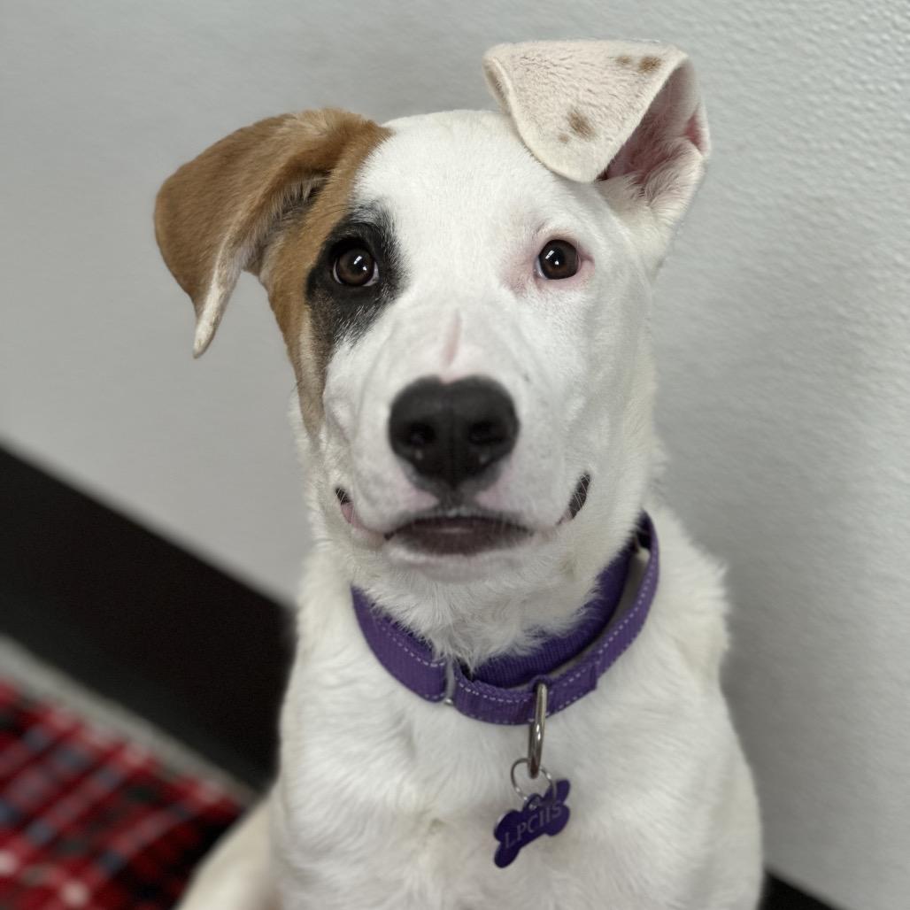 Enlarge Odin, a Adoptable Pit Bull Terrier in Durango, CO image 6/6