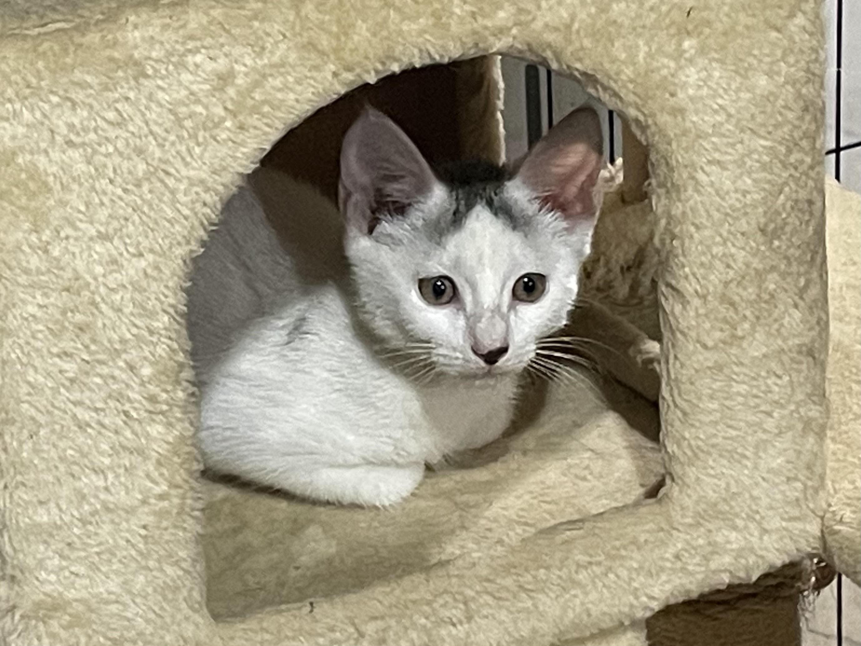 Gyny (FCID# 06/25/2025 - 48), Baby Female Domestic Short Hair