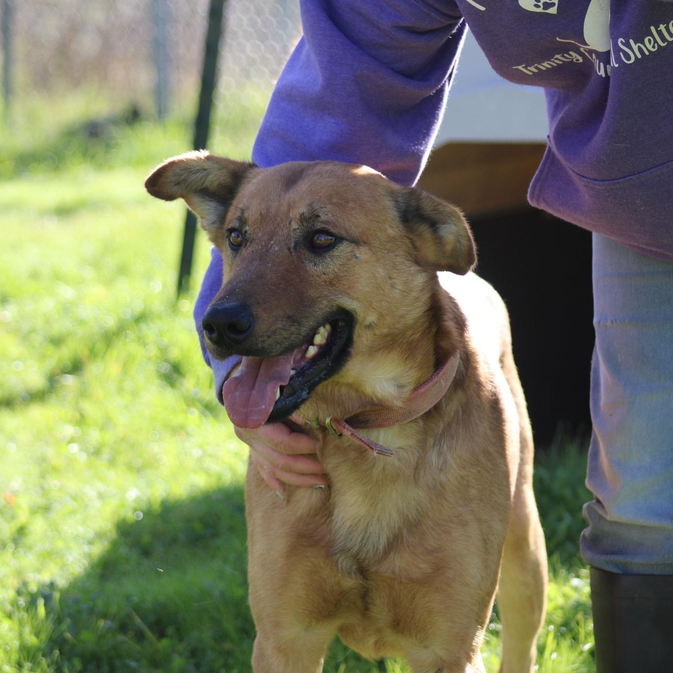 Dante, ADOPTABLE, Adult Male Shepherd.
