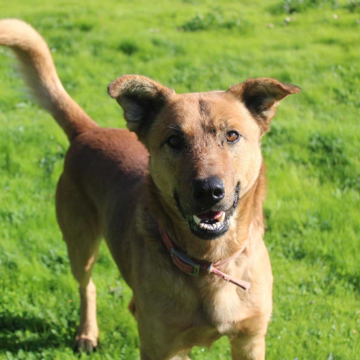 Dante, a ADOPTABLE mixed breed in Weaverville, CA image 2/6