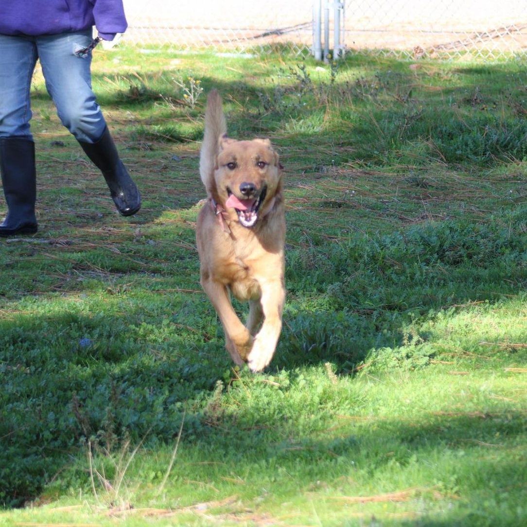 Dante, a ADOPTABLE mixed breed in Weaverville, CA image 3/6