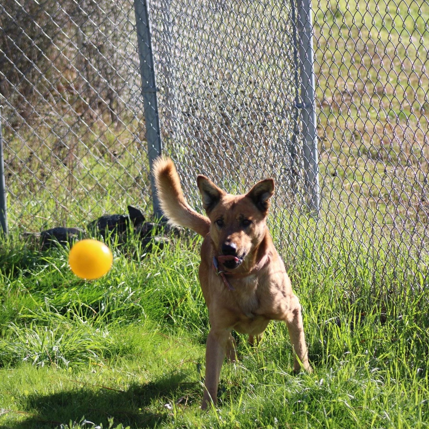 Dante, a ADOPTABLE mixed breed in Weaverville, CA image 4/6