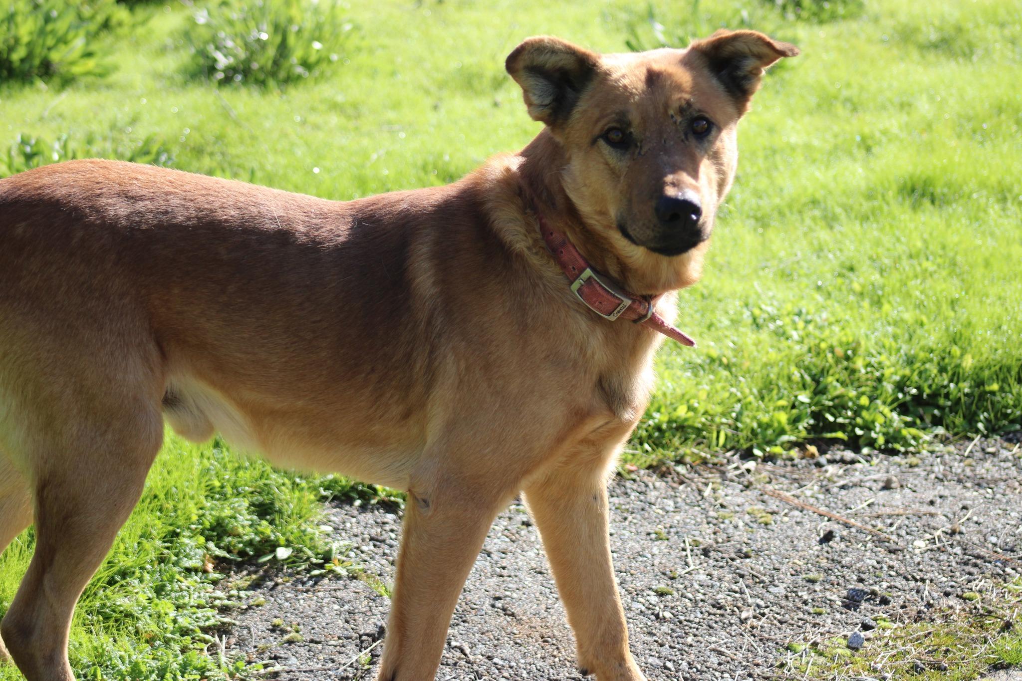 Dante, a ADOPTABLE mixed breed in Weaverville, CA image 5/6