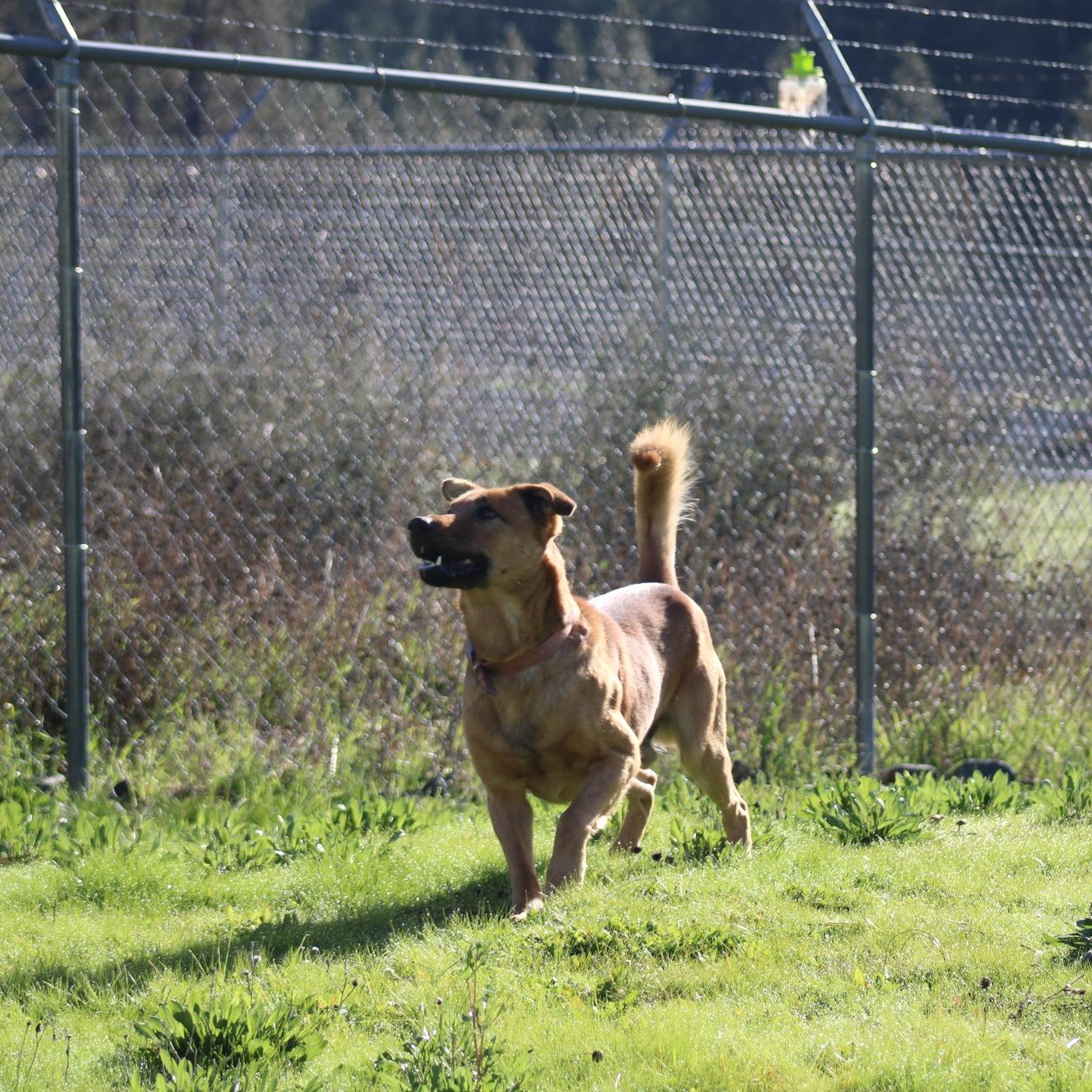 Dante, a ADOPTABLE mixed breed in Weaverville, CA image 6/6