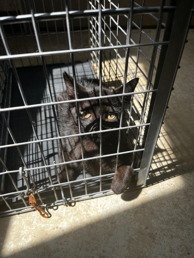 Buttercup, Adoptable, Kitten Male Domestic Short Hair.