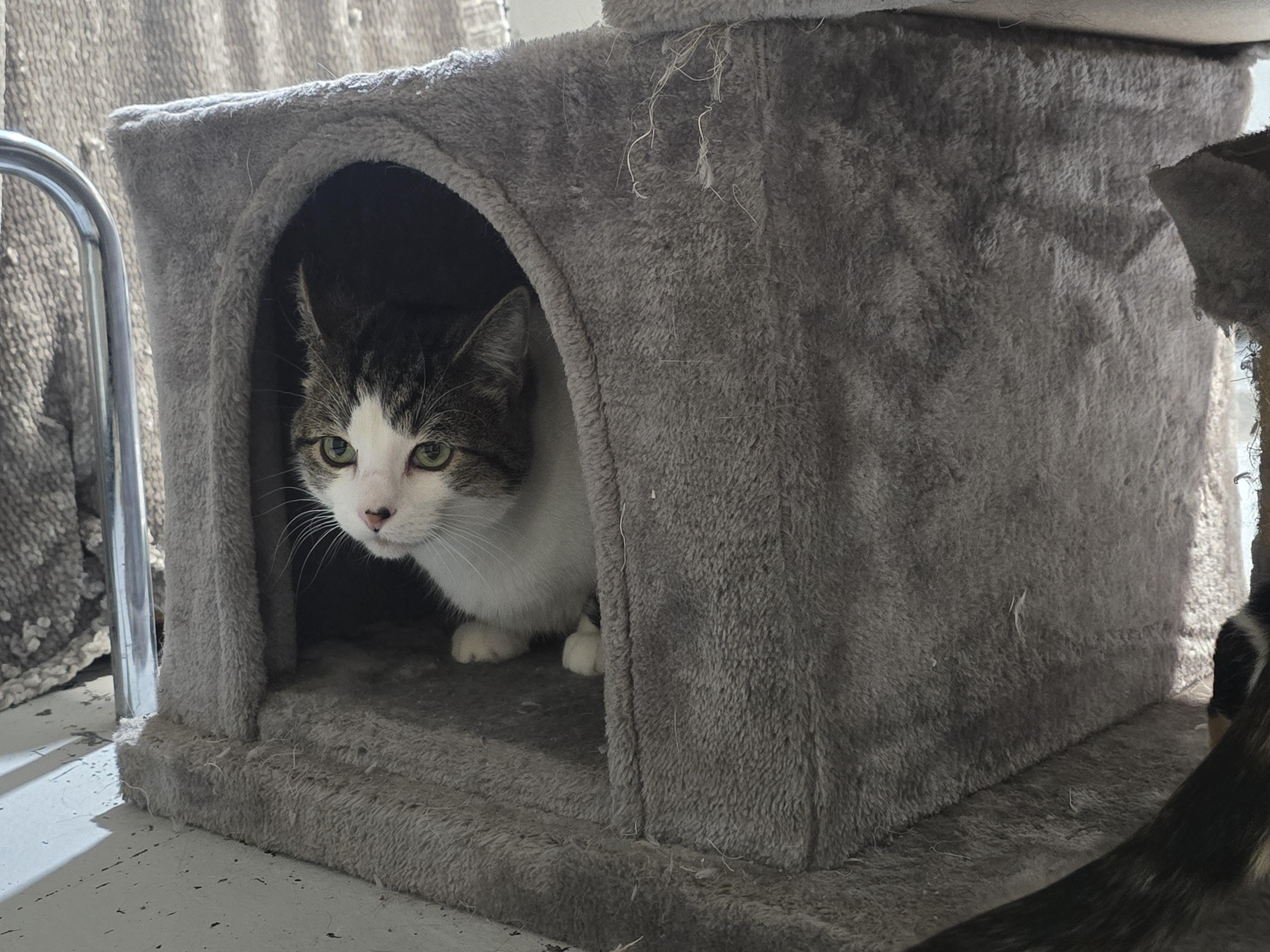 Enlarge Loki, Gus, Penelope, a Adoptable Domestic Short Hair in Idaho Falls, ID image 1/3