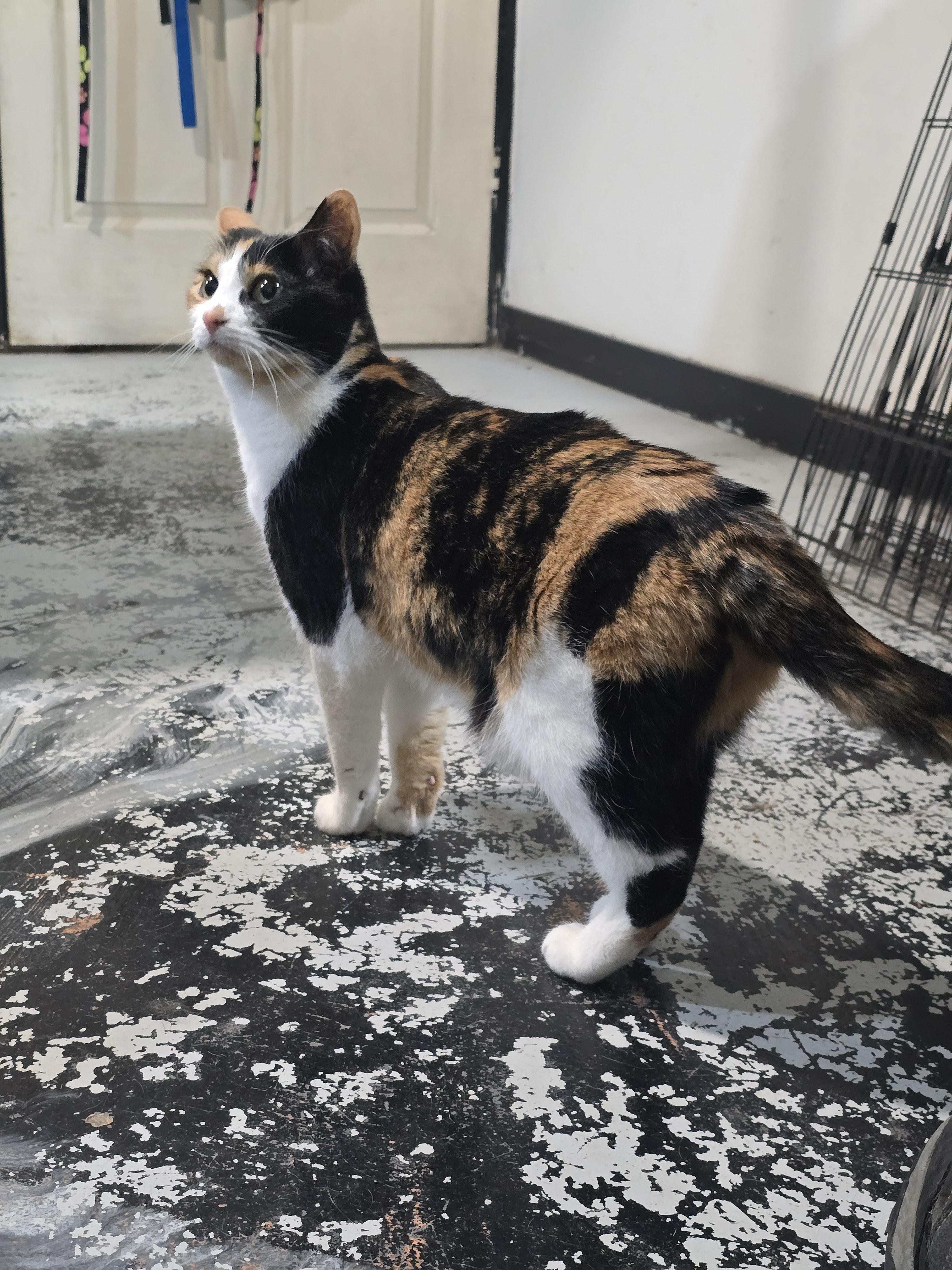 Enlarge Loki, Gus, Penelope, a Adoptable Domestic Short Hair in Idaho Falls, ID image 2/3