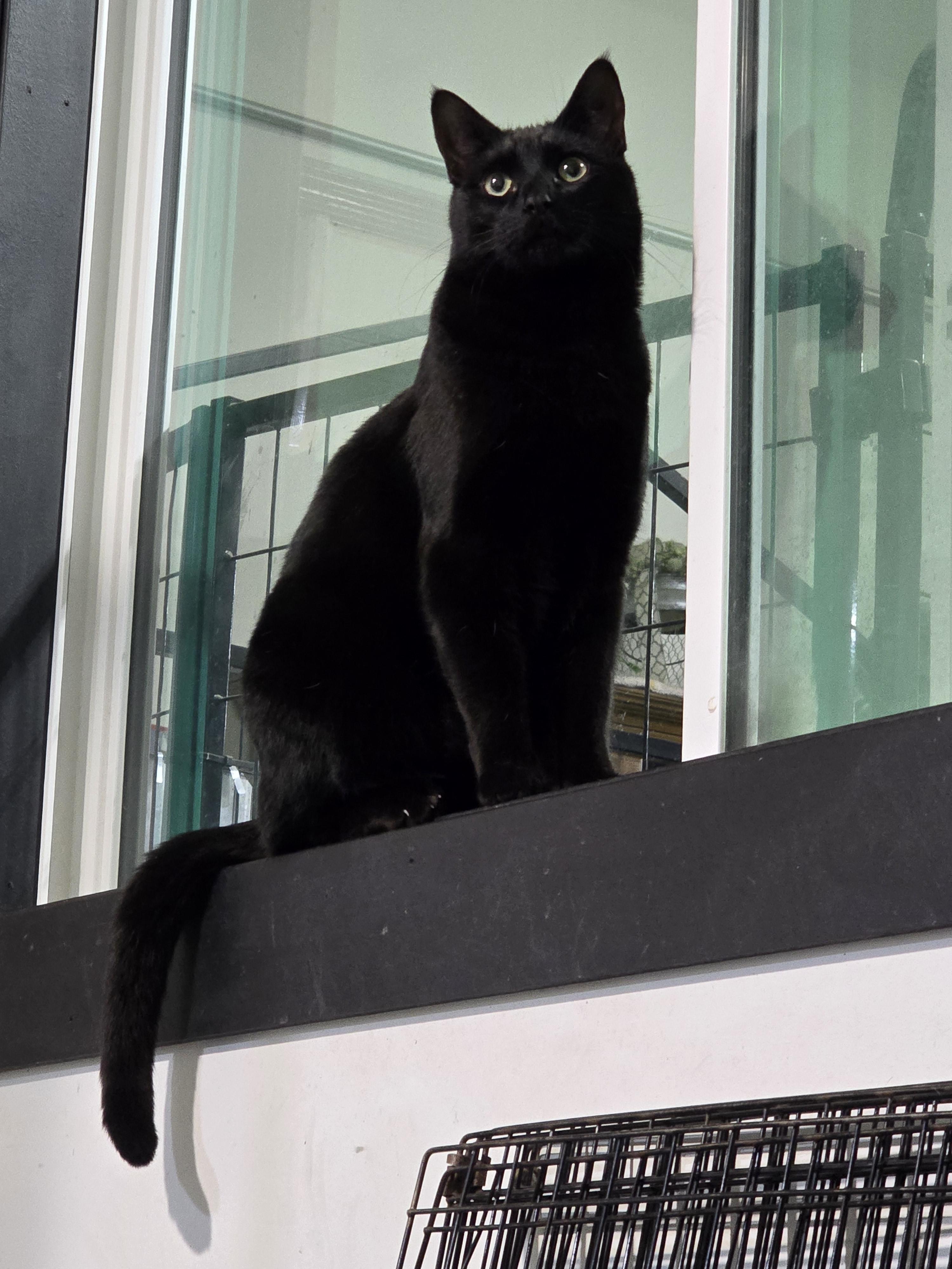 Enlarge Loki, Gus, Penelope, a Adoptable Domestic Short Hair in Idaho Falls, ID image 3/3