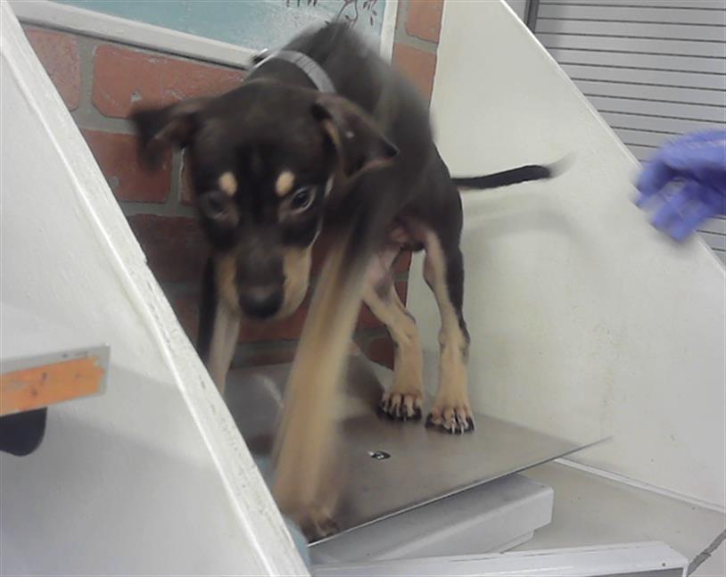 ARTHUR — thumbnail 2