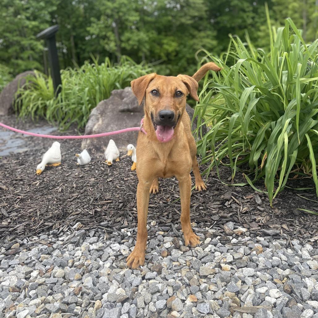 Enlarge Georgia, a Adoptable mixed breed in Blairsville, GA image 2/6