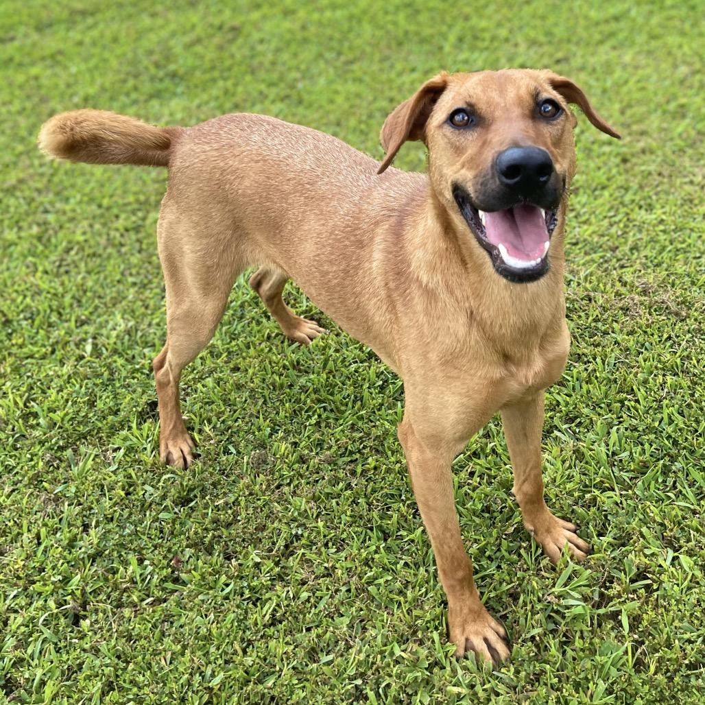 Enlarge Georgia, a Adoptable mixed breed in Blairsville, GA image 3/6