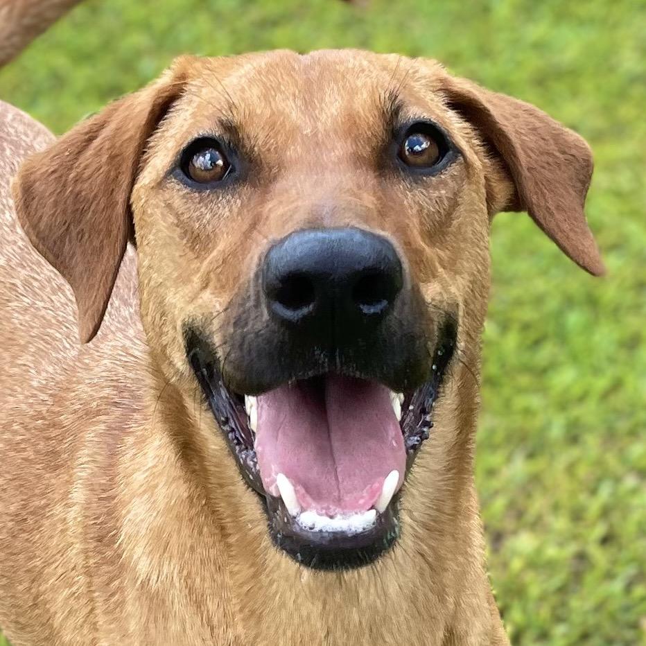Enlarge Georgia, a Adoptable mixed breed in Blairsville, GA image 4/6