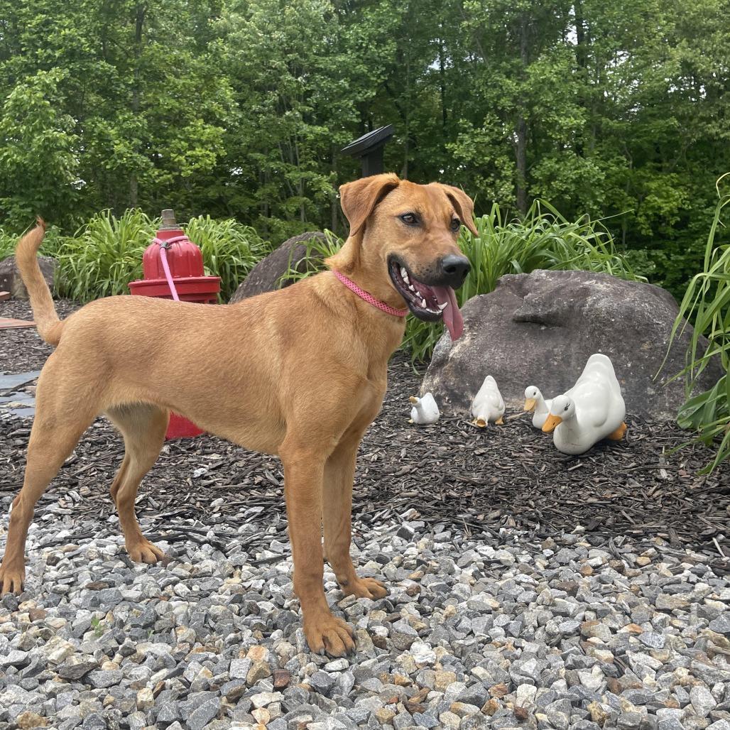 Enlarge Georgia, a Adoptable mixed breed in Blairsville, GA image 5/6