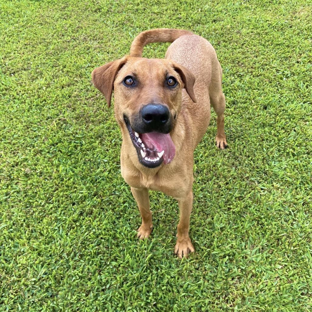 Enlarge Georgia, a Adoptable mixed breed in Blairsville, GA image 6/6