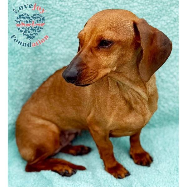 Enlarge Olive, an adopted Dachshund in Inglewood, CA image 2/2