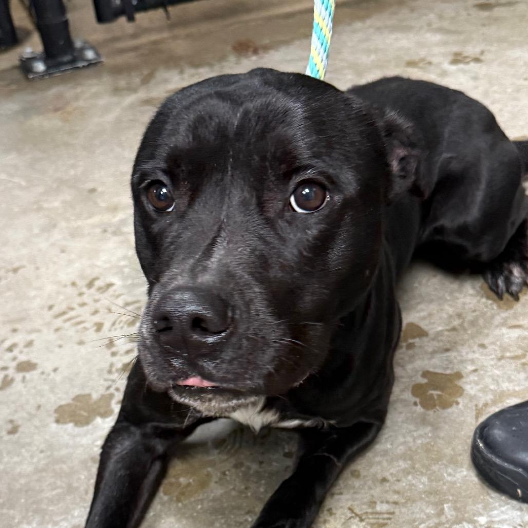 Enlarge Tripp, a Adoptable Pit Bull Terrier in Jacksonville, AR image 1/1