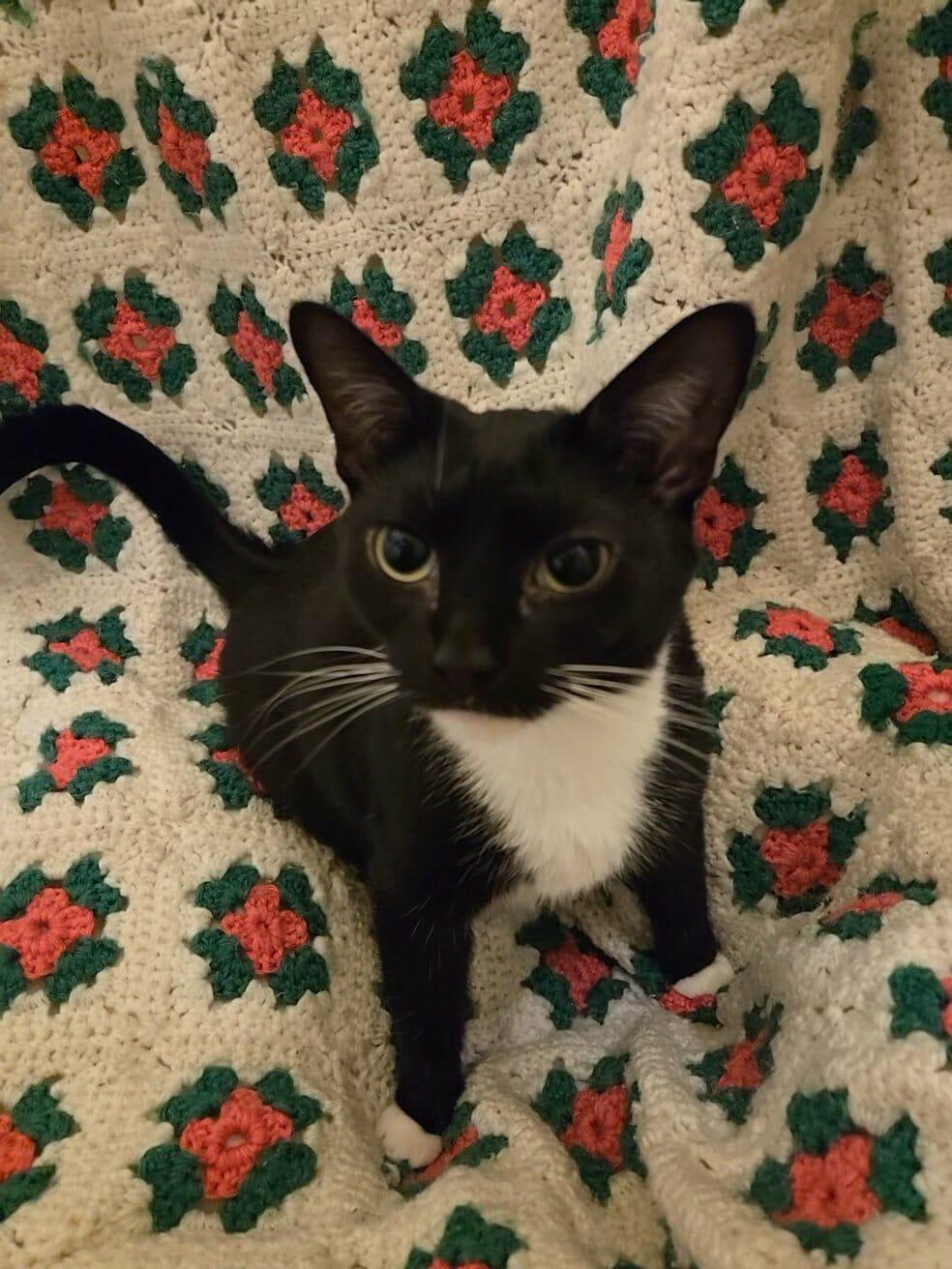 Audrey, Adoptable, Young Female Domestic Short Hair.