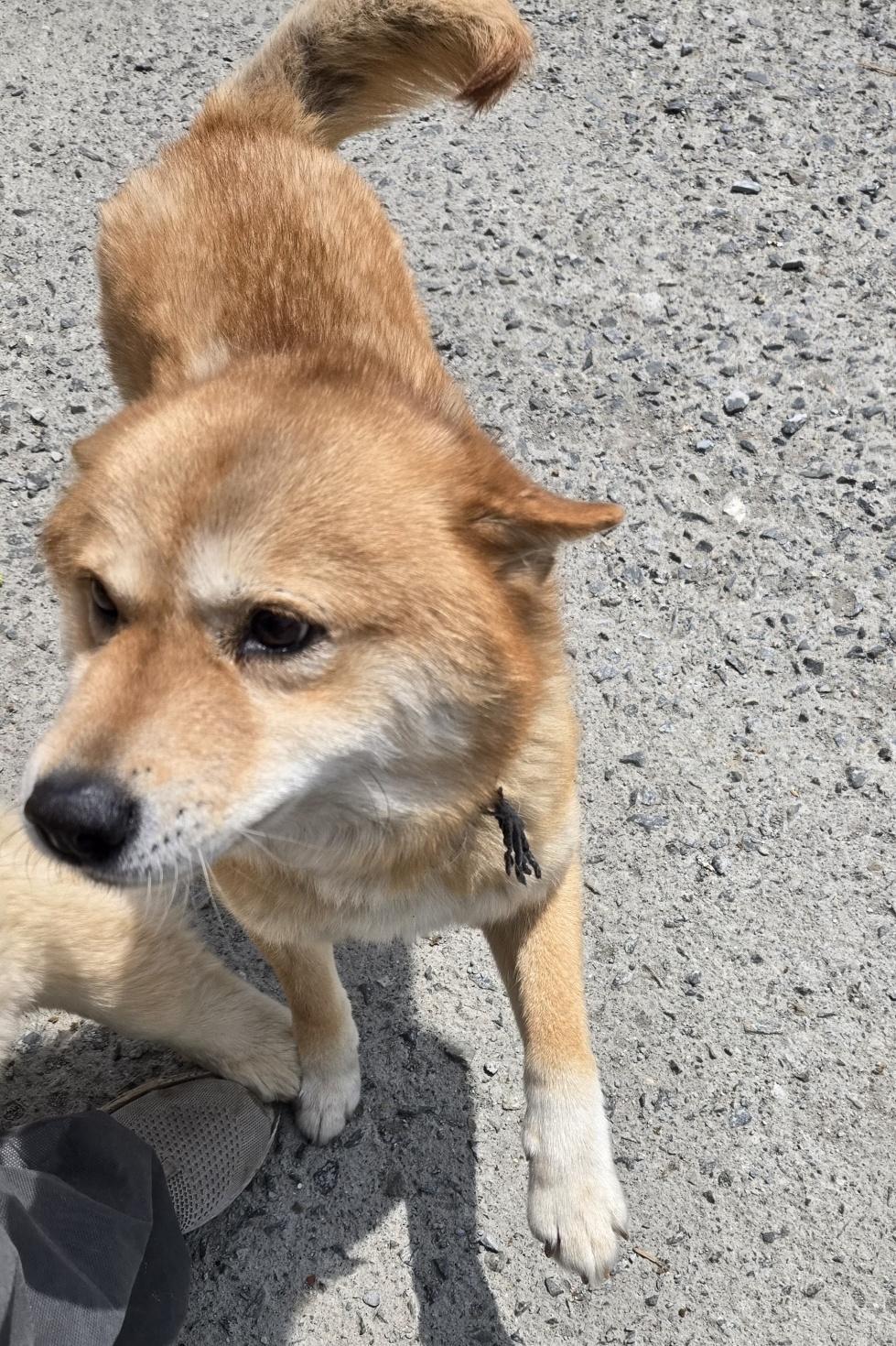 Enlarge pringles, an adopted Shiba Inu in Duluth, GA image 3/5