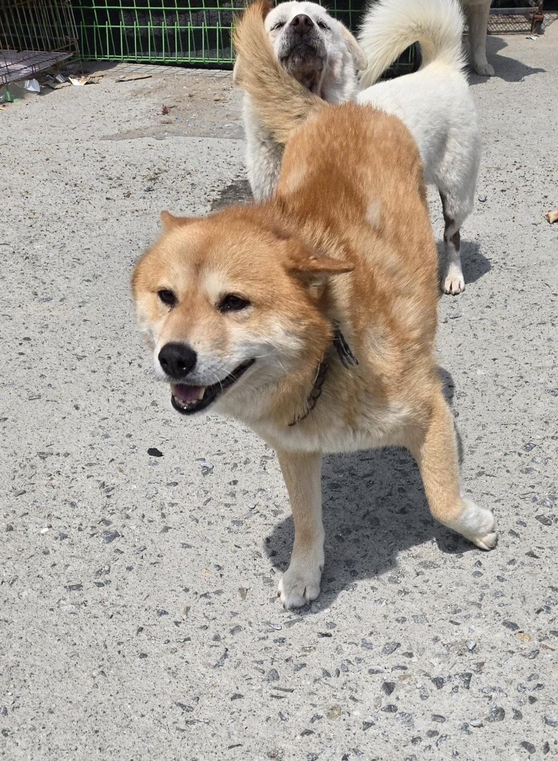 Enlarge pringles, an adopted Shiba Inu in Duluth, GA image 4/5