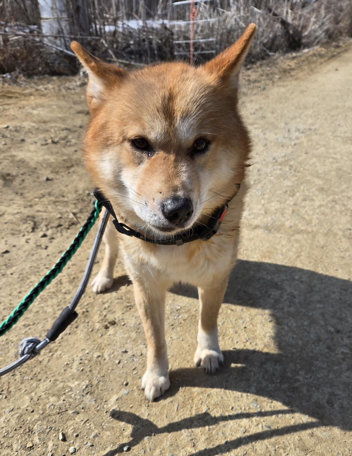 Enlarge pringles, an adopted Shiba Inu in Duluth, GA image 1/5