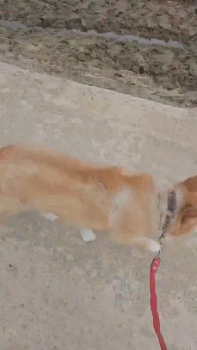 Enlarge pringles, an adopted Shiba Inu in Duluth, GA video 5/5