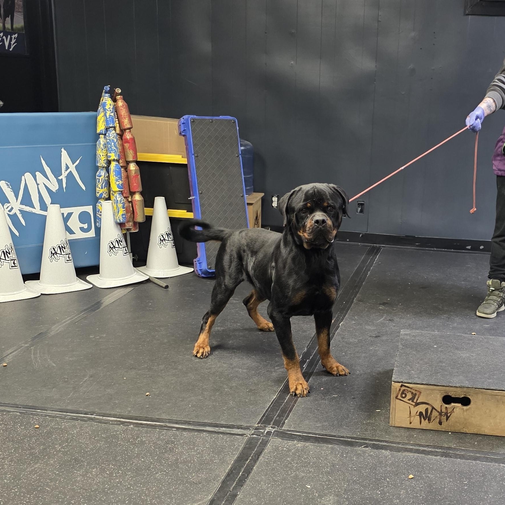 Major, ADOPTABLE, Adult Male Rottweiler.