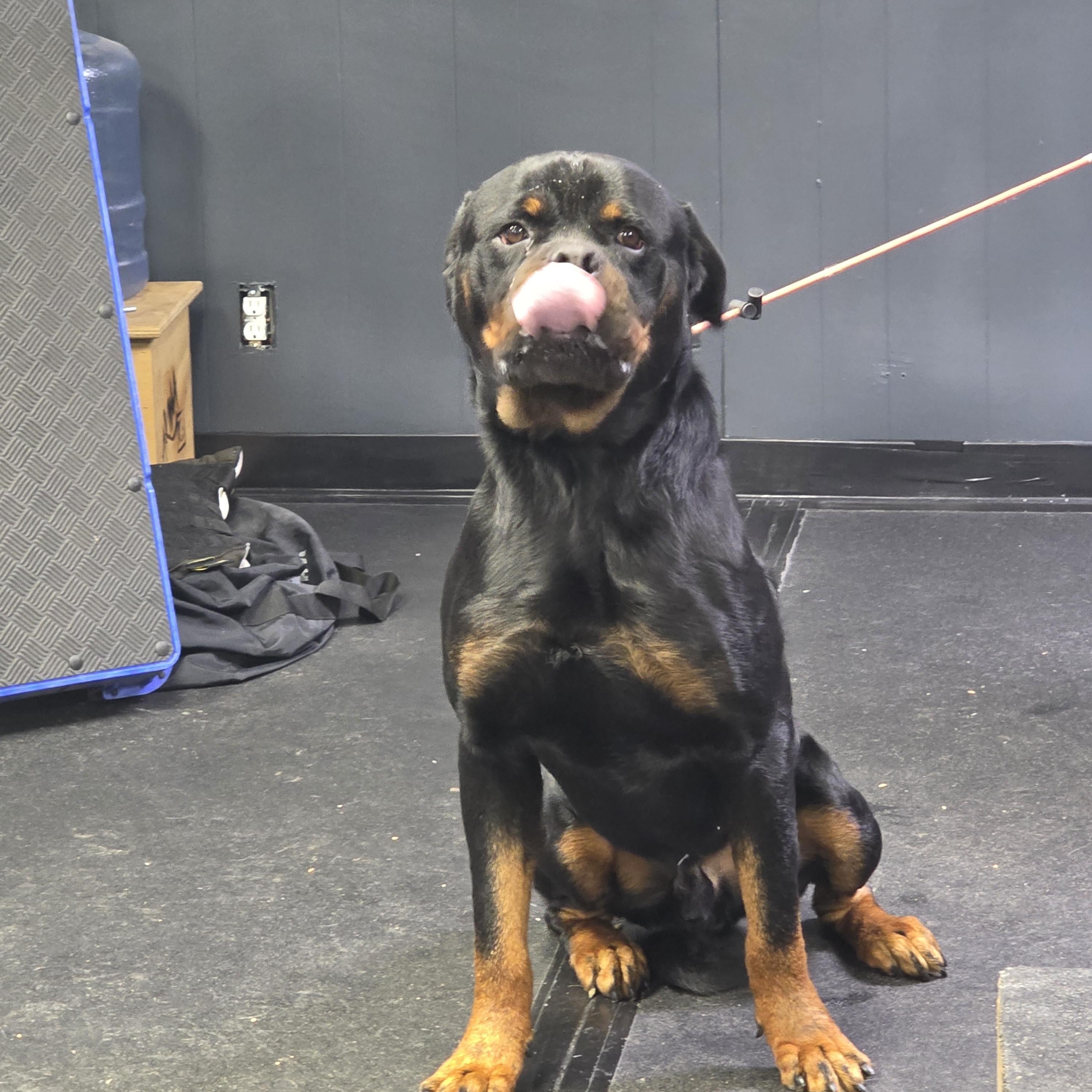 Major, a ADOPTABLE Rottweiler in San Juan Bautista, CA image 2/6