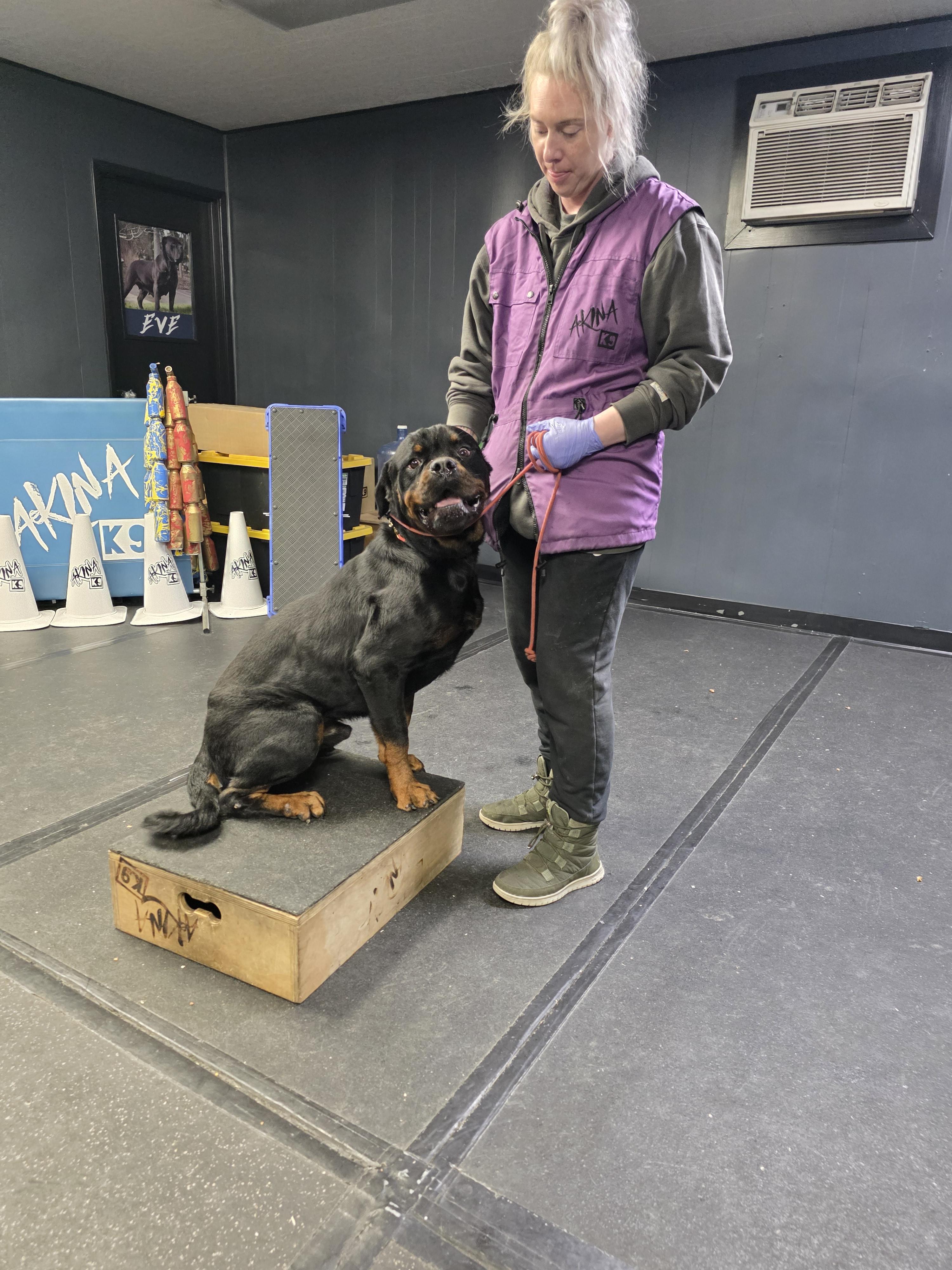 Major, a ADOPTABLE Rottweiler in San Juan Bautista, CA image 5/6