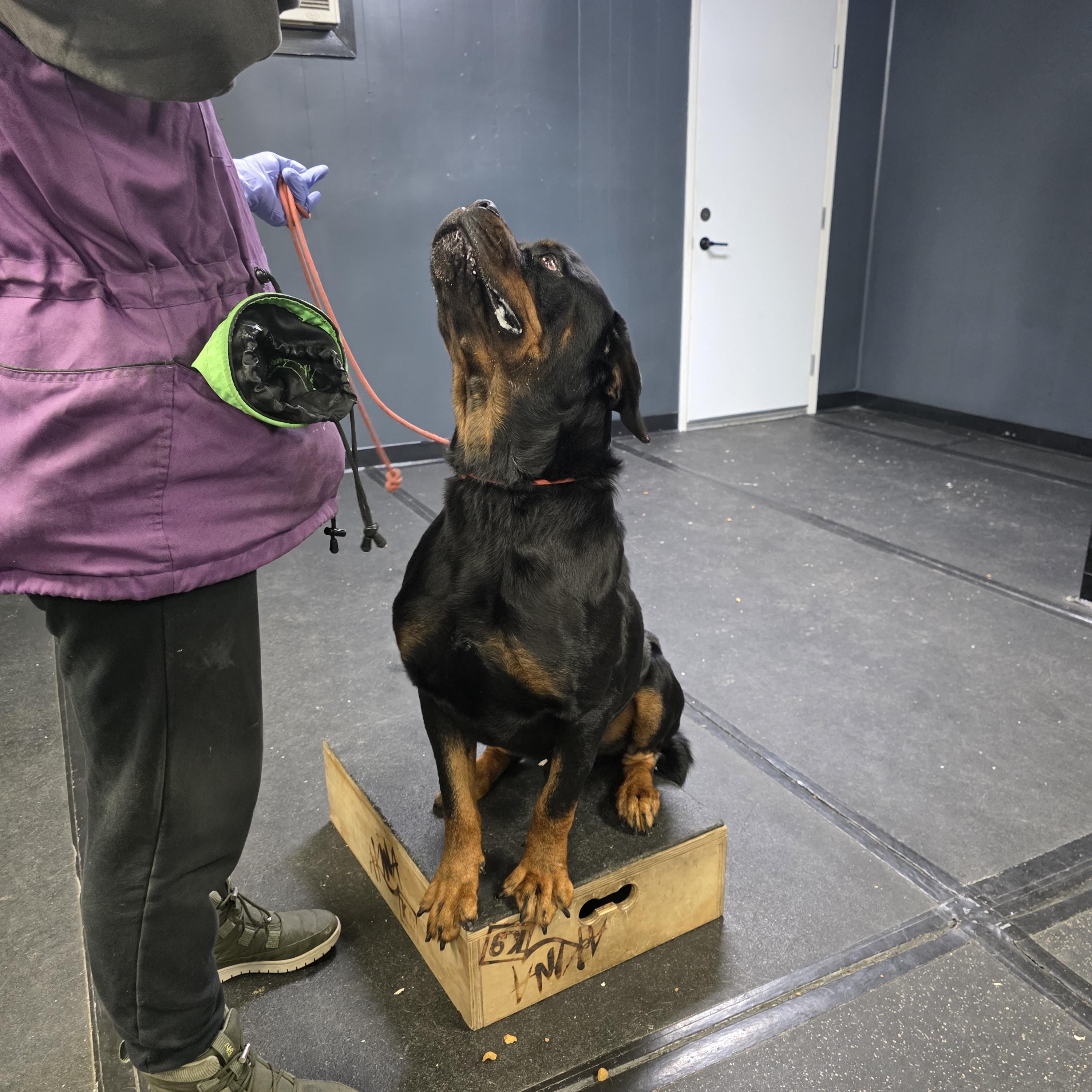 Major, a ADOPTABLE Rottweiler in San Juan Bautista, CA image 4/6