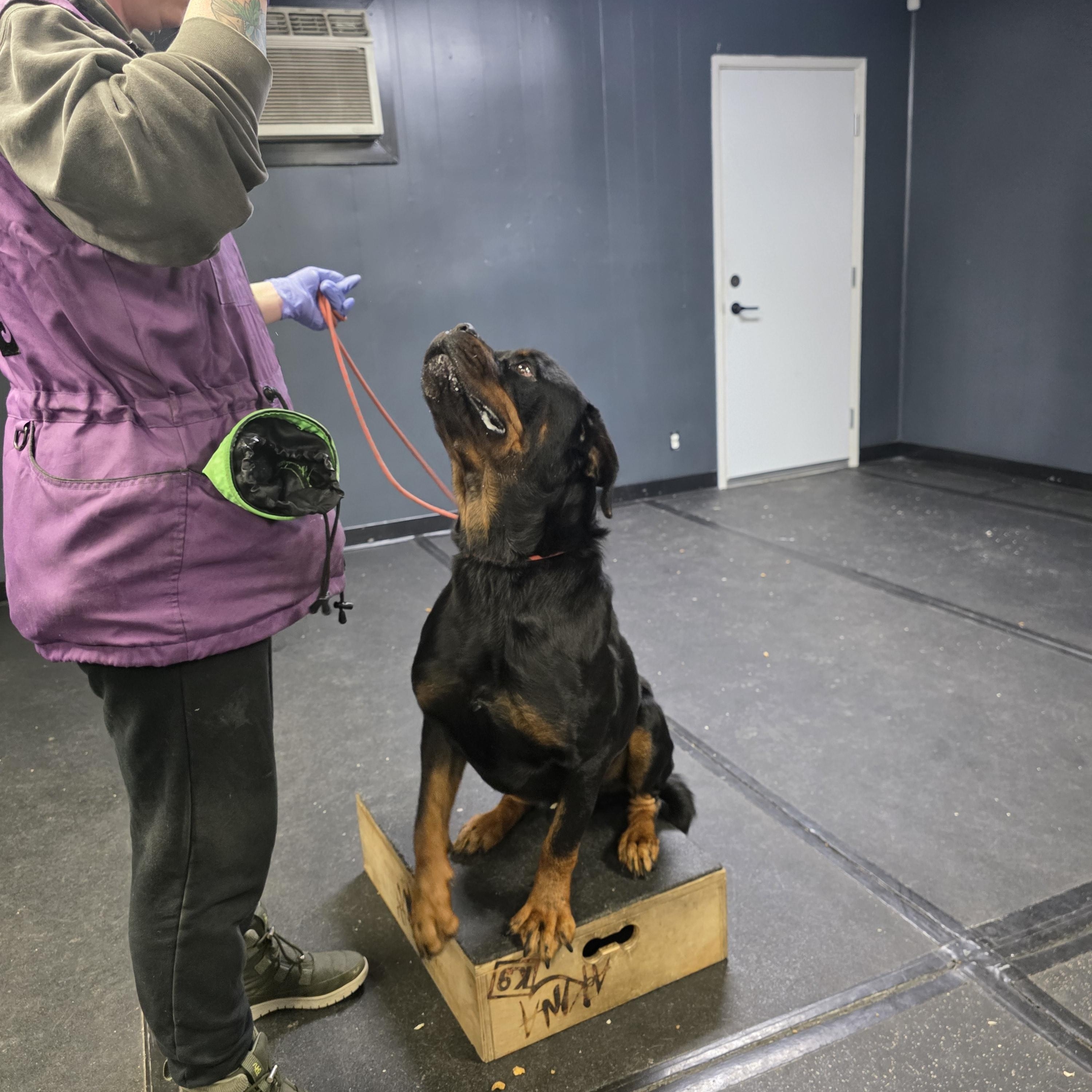 Major, a ADOPTABLE Rottweiler in San Juan Bautista, CA image 3/6
