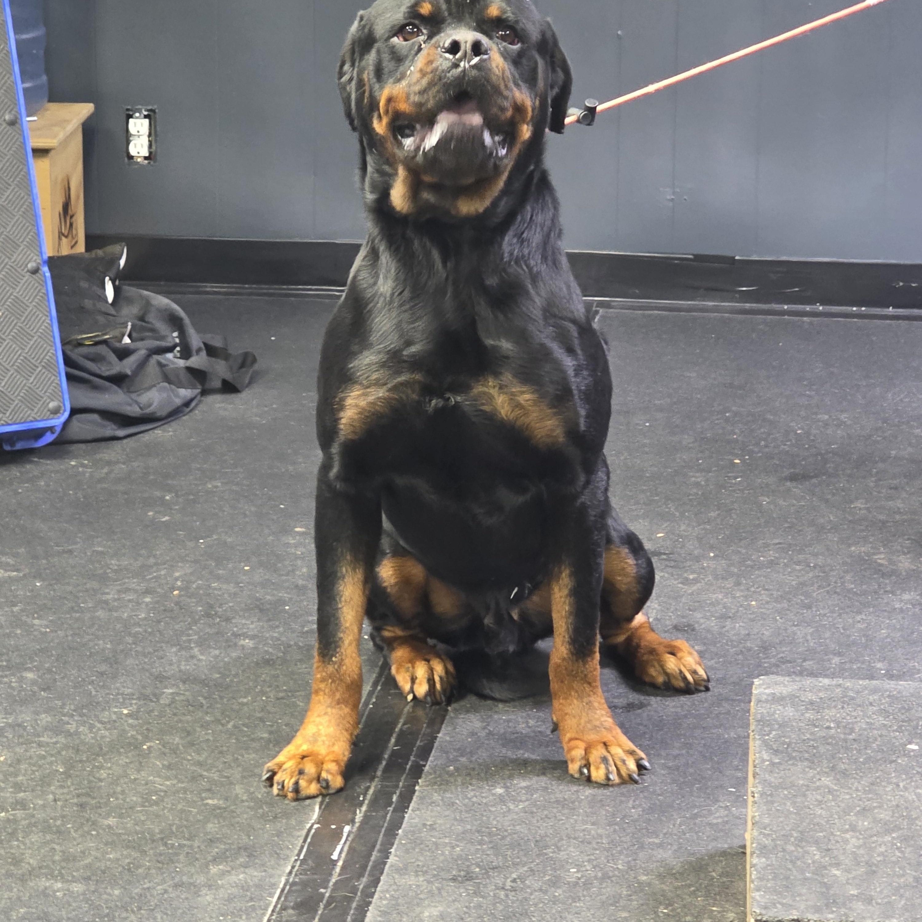 Major, a ADOPTABLE Rottweiler in San Juan Bautista, CA image 6/6
