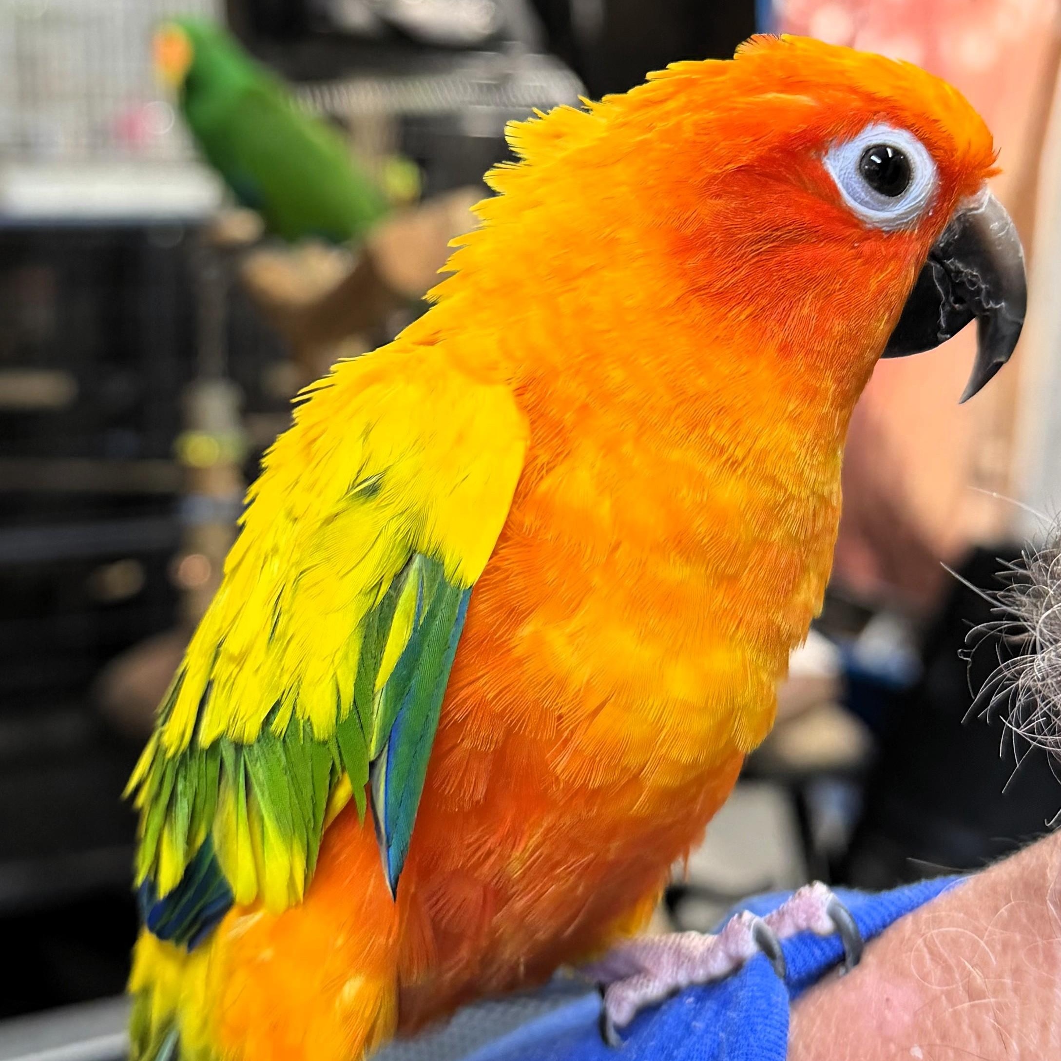 Enlarge Cleo, a Adoptable Conure in Lenexa, KS image 1/1