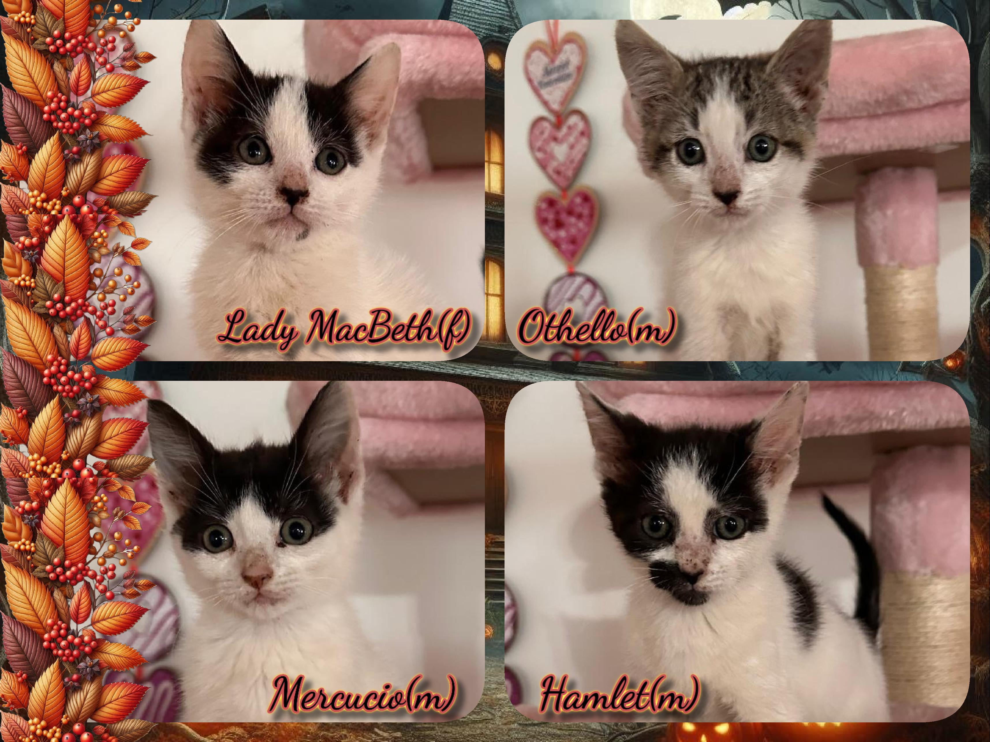 Enlarge Shakespere Litter, a Adopted Domestic Short Hair in Corinth, NY image 1/1