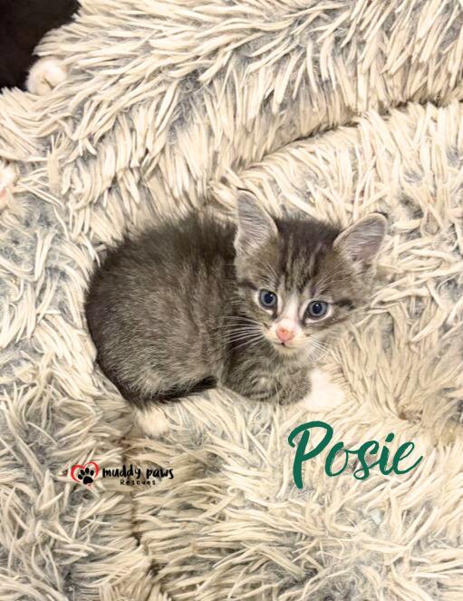 After Dark Litter: Posie - No Longer Accepting Applications, Adoptable, Kitten Female Extra-Toes Cat / Hemingway Polydactyl.