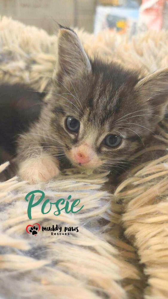 Enlarge After Dark Litter:  Posie - No Longer Accepting Applications, a Adoptable Extra-Toes Cat / Hemingway Polydactyl in Council Bluffs, IA image 2/3