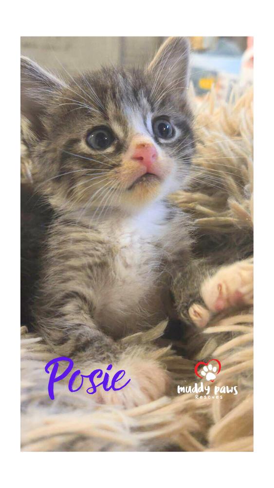Enlarge After Dark Litter:  Posie - No Longer Accepting Applications, a Adoptable Extra-Toes Cat / Hemingway Polydactyl in Council Bluffs, IA image 3/3