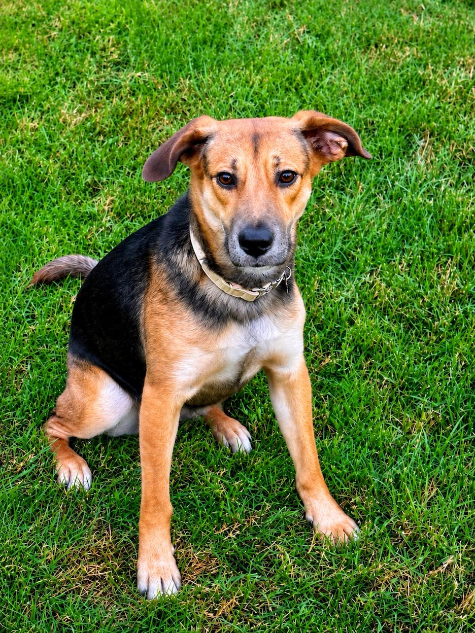 Cinnamon, a Adoptable mixed breed in Baltimore, MD image 1/3