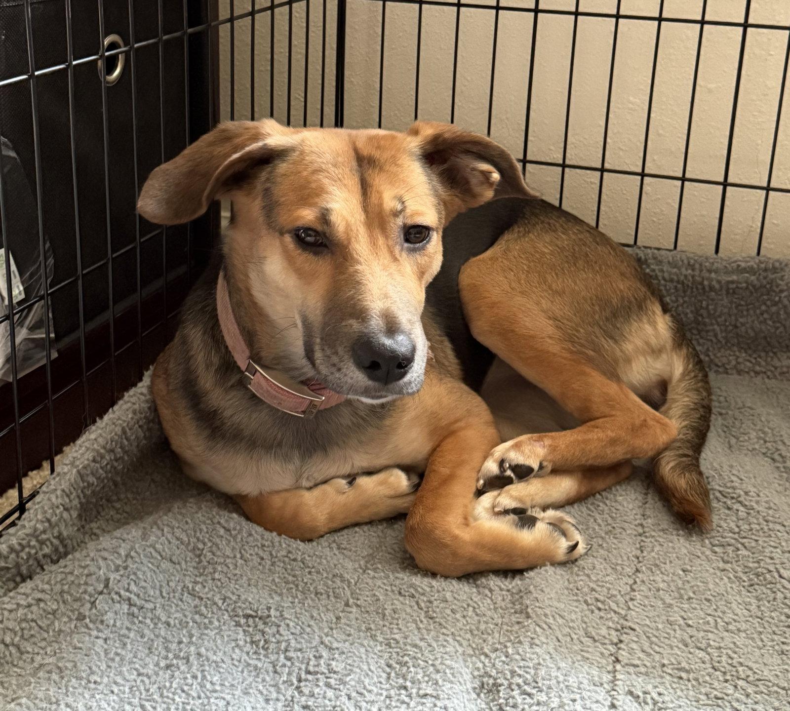 Cinnamon, a Adoptable mixed breed in Baltimore, MD image 1/3