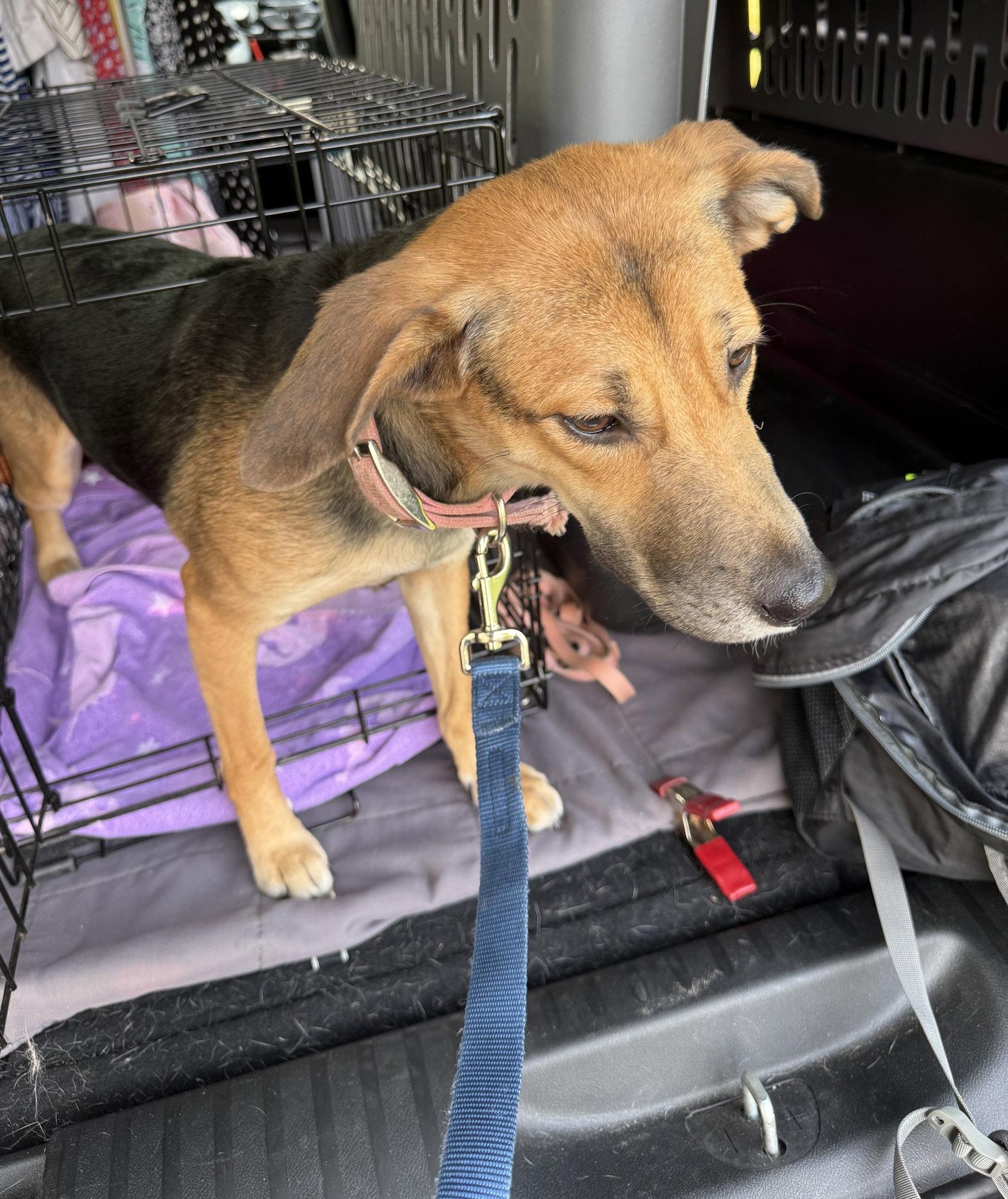 Cinnamon, a Adoptable mixed breed in Baltimore, MD image 2/3