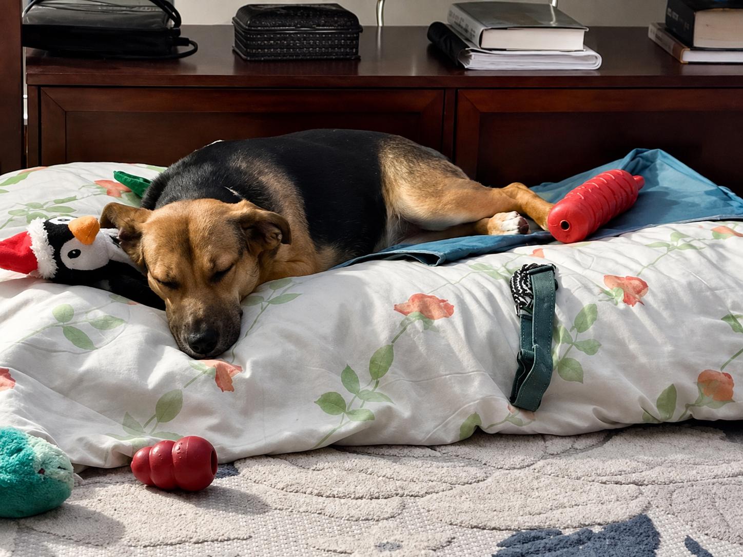 Cinnamon, Adoptable, Young Female German Shepherd Dog & Labrador Retriever.