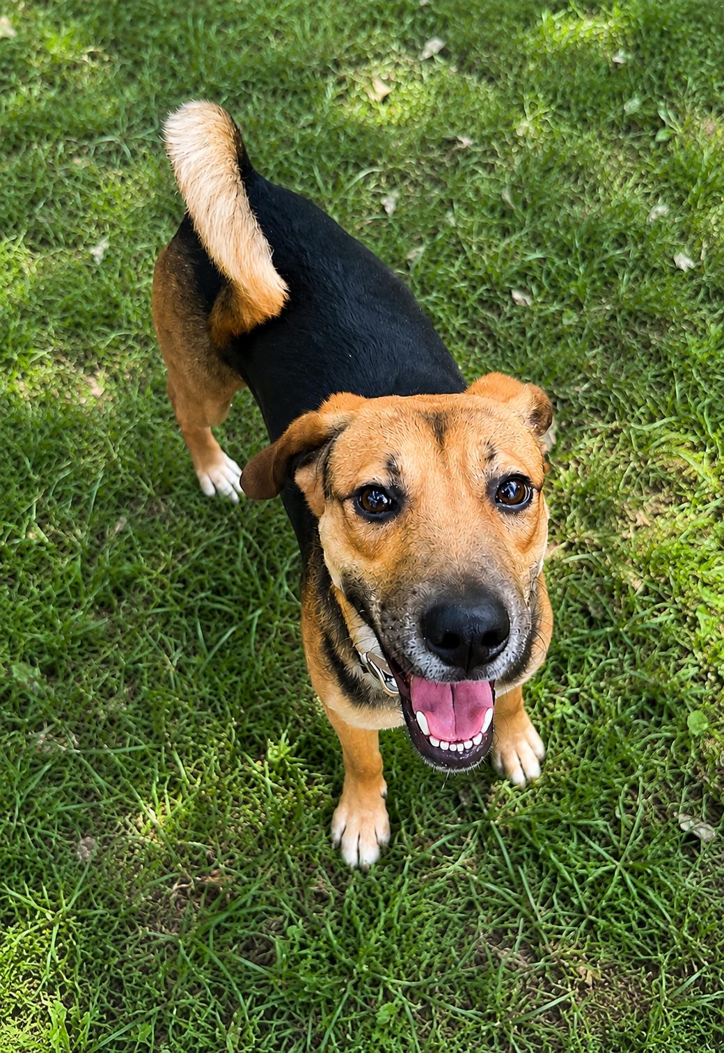 Enlarge Cinnamon, a Adoptable mixed breed in Baltimore, MD image 2/3