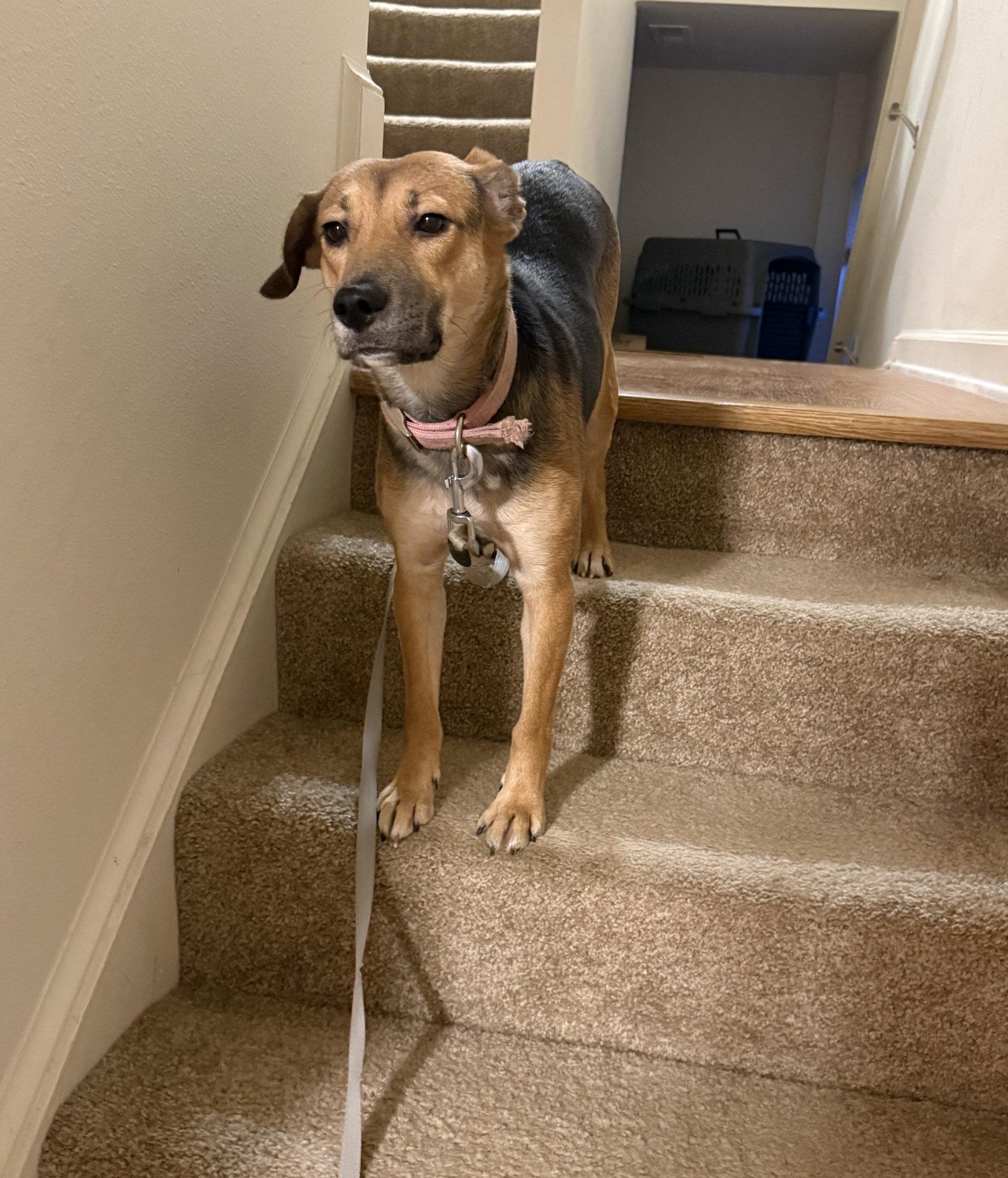 Cinnamon, a Adoptable mixed breed in Baltimore, MD image 3/3