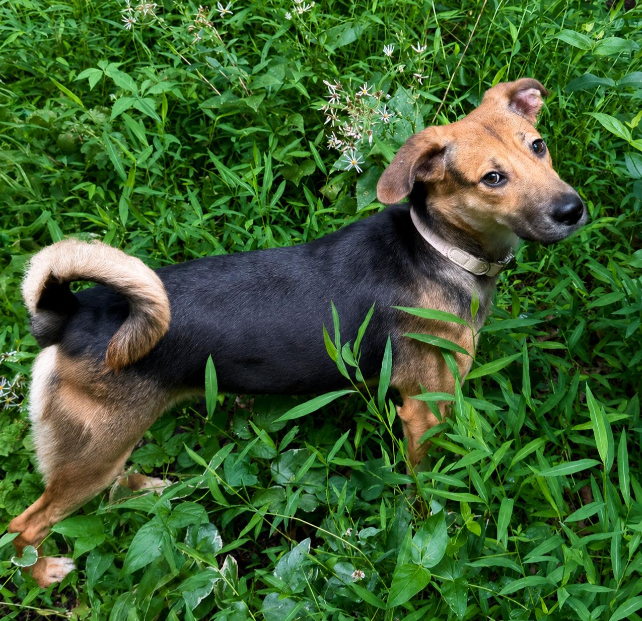 Enlarge Cinnamon, a Adoptable mixed breed in Baltimore, MD image 3/3